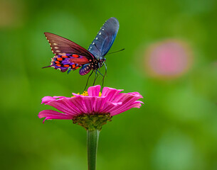 butterfly on flower