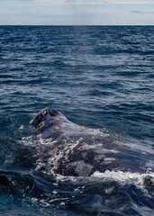 Obraz premium Closeup Whale Swimming At Ocean showing blowhole and skin covered with balanuses and vibrissas. Gray whale migrating in blue ocean waters of Mexico. Unique photo of mammal animal. Crustaceans on skin