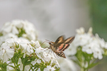 Bedstraw Hawkmoth nectaring on garden phlox