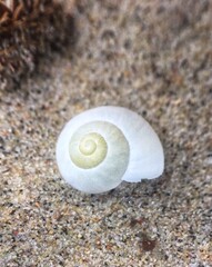 Beach shell on the sand of the Baltic Sea coast