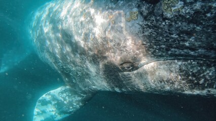 Closeup macro underwater Whale eye and skin covered with balanuses vibrissas. Gray whale portrait migrating in blue ocean waters of Mexico. Unique wild mammal animal. Crustaceans and shells on skin © S Stelmakhovich