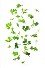 Fresh parsley leaves falling on white background