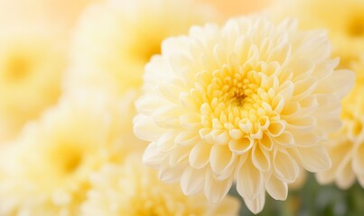 Beautiful White Chrysanthemums in Bloom Under Soft Sunlight background