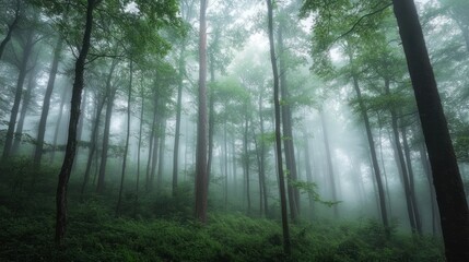 Obraz premium A misty forest scene with tall trees and lush greenery, evoking tranquility and nature's beauty.