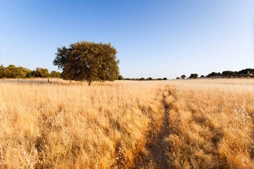 Fototapeta premium Lonely tree in Alentejo