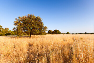 Fototapeta premium Lonely tree in Alentejo