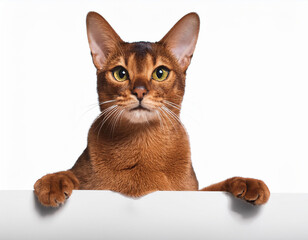 Cute Cat Against White Background Banner Design with Copy Space