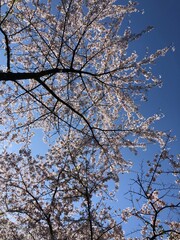 cherry blossom tree in spring