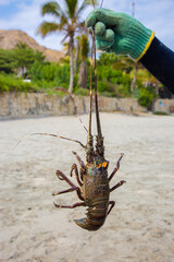 Alive south pacific spiny lobster recently caught