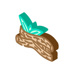 licorice root ayurvedic herb isometric icon vector. licorice root ayurvedic herb sign. isolated symbol illustration