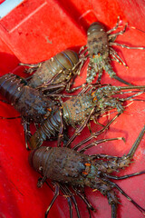 Alive south pacific spiny lobster recently caught