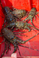 Alive south pacific spiny lobster recently caught