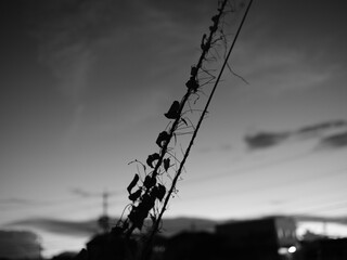巻きつく