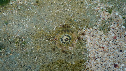 Anjuna Anemone (Anthopleura anjunae) in white sand on coral rock surface