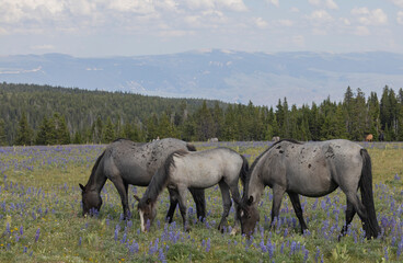 Fototapeta premium Wild Horses in Summer in the Pryor Mountains Montana