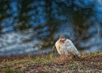 White and Tan Pigeon Sunning on the Edge of Honolulu Lagoon.