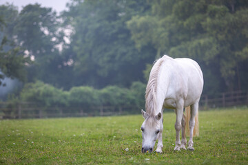 White or grey mare pony grazing in her paddock on a wet day, Image shows a beautiful horse grazing in it's field on a rainy day in Surrey
