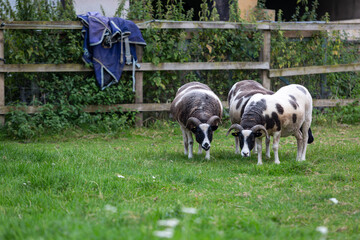 Obraz premium Small herd of Jacob sheep ewe's, Image shows a small flock of female Jacob sheep in their field on a small farm in Surrey