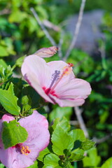 沖縄で見られるピンクのハイビスカス