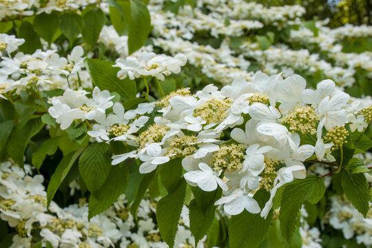 creamy white flowers of japenese snowball viburnum plicatum