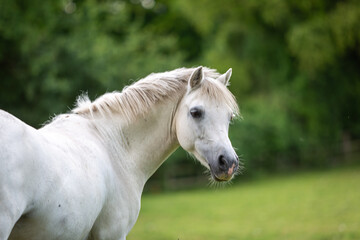 Obraz premium Close up of a white pony, Image shows a young white or grey horse mare in her field on a cloudy wet summers day on a small farm in Surrey
