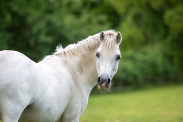 Close up of a white pony, Image shows a young white or grey horse mare in her field on a cloudy wet...