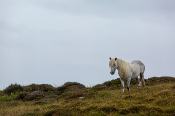 Obraz premium Eriskay pony in the wild, Image shows a wild Eriskay pony in his natural environment on a cloudy summers day in Eriskay 
