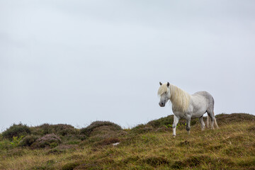 Eriskay pony in the wild, Image shows a wild Eriskay pony in his natural environment on a cloudy summers day in Eriskay 