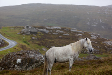 Eriskay pony in the wild, Image shows a wild Eriskay pony in his natural environment on a cloudy summers day in Eriskay 