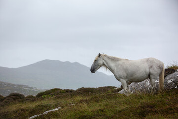 Eriskay pony in the wild, Image shows a wild Eriskay pony in his natural environment on a cloudy summers day in Eriskay 