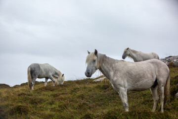 Eriskay Pony in the wild, Image shows a small herd of three wild Eriskay ponies in their natural environment on a wet windy summers day