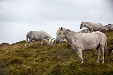 Obraz premium Eriskay Pony in the wild, Image shows a small herd of three wild Eriskay ponies in their natural environment on a wet windy summers day