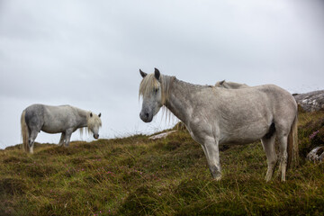 Obraz premium Eriskay Pony in the wild, Image shows a small herd of three wild Eriskay ponies in their natural environment on a wet windy summers day