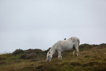 Eriskay pony in the wild, Image shows a wild Eriskay pony in his natural environment on a cloudy...