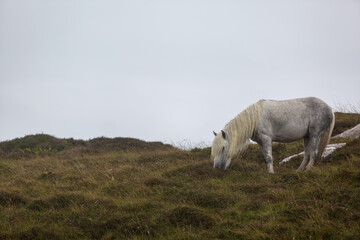 Eriskay pony in the wild, Image shows a wild Eriskay pony in his natural environment on a cloudy summers day in Eriskay 