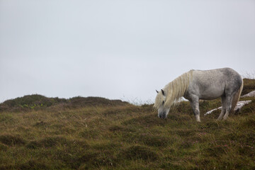 Eriskay pony in the wild, Image shows a wild Eriskay pony in his natural environment on a cloudy summers day in Eriskay 