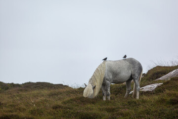 Eriskay pony in the wild, Image shows a wild Eriskay pony in his natural environment on a cloudy summers day with two black sparrows resting on his back in Eriskay 