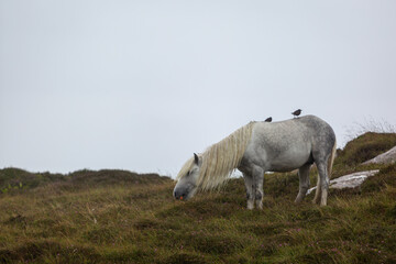 Eriskay pony in the wild, Image shows a wild Eriskay pony in his natural environment on a cloudy summers day with two black sparrows resting on his back in Eriskay 