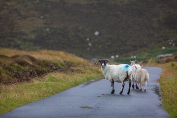 Scottish blackface sheep walking down a asphalt road, Image shows a small herd of Scottish black face sheep on a remote Scottish island walking down the road
