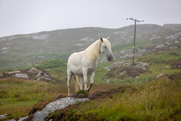 Obraz premium Eriskay pony in the wild, Image shows a wild Eriskay pony in his natural environment on a cloudy summers day in Eriskay 