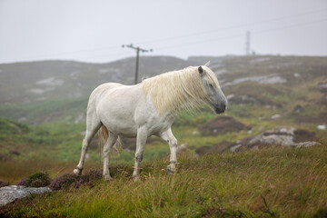 Eriskay pony in the wild, Image shows a wild Eriskay pony in his natural environment on a cloudy summers day in Eriskay 