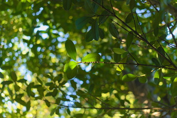 備瀬のフクギ並木、沖縄県本部町、木漏れ日