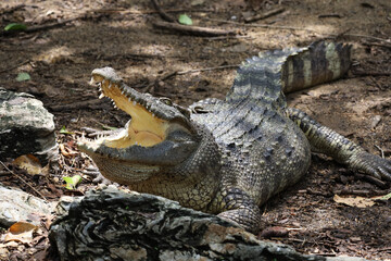 Close up crocodile is action show head in garden