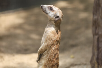 Fototapeta premium The meerkat is stay in garden