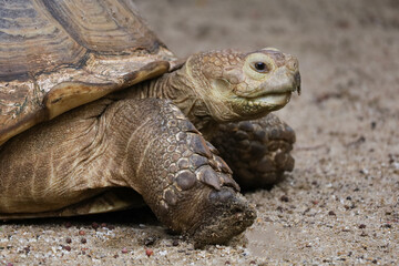 Close up head Sulcata tortoise in the garden at thailand