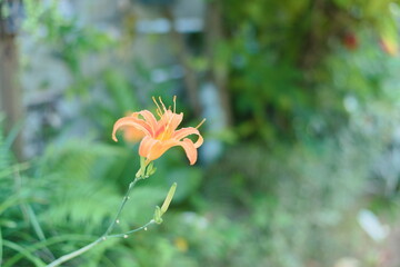 一輪だけ咲く黄色の彼岸花