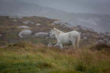 Eriskay pony in the wild, Image shows a wild Eriskay pony in his natural environment on a cloudy summers day in Eriskay 