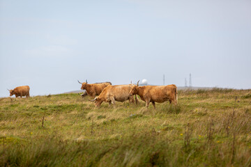 Obraz premium Highland cow on top of a hill in north Uist, Image shows a highland cow laying down facing away towards the distant hill with a communication facility
