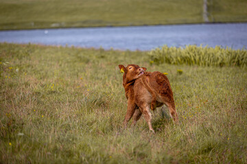 Young brown calf cleaning himself, Image shows a young cow licking himself with a lake in the background © J.Woolley