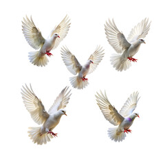 Obraz premium white pigeon isolated on white